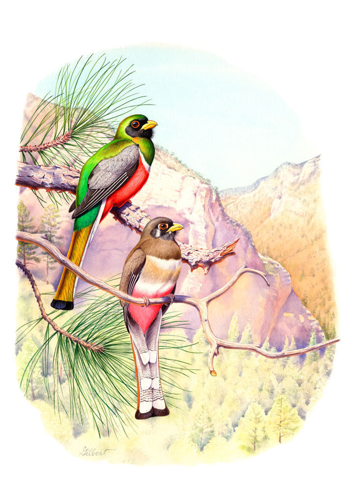 Pàgina de mostra de Trogons